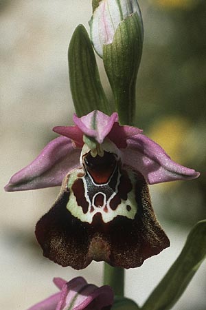 Ophrys colossaea \ Hummel-Ragwurz / Late Spider Orchid, Rhodos,  Kallithea Terme 25.4.1987 