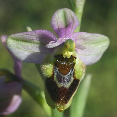 Ophrys korae / Kore Bee Orchid, Rhodos,  Kallithea Terme 25.3.2013 (Photo: Helmut Presser)