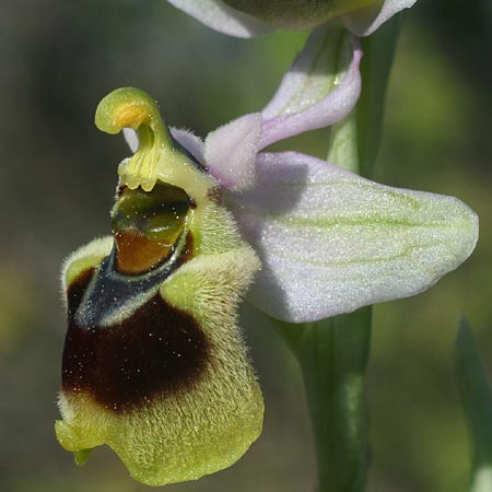 Ophrys korae / Kore Bee Orchid, Rhodos,  Kallithea Terme 25.3.2013 (Photo: Helmut Presser)