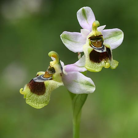 Ophrys korae / Kore Bee Orchid, Rhodos,  Kallithea Terme 25.3.2013 (Photo: Helmut Presser)