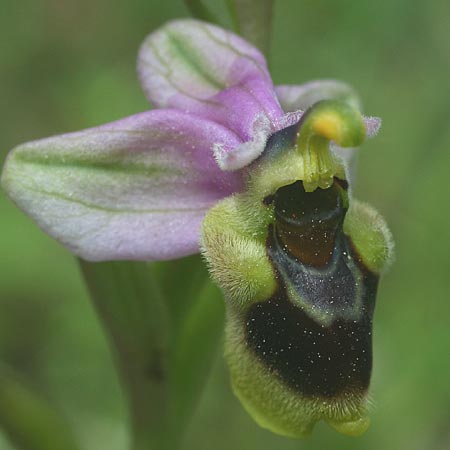 Ophrys korae / Kore Bee Orchid, Rhodos,  Kallithea Terme 25.3.2013 (Photo: Helmut Presser)