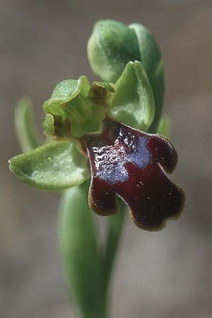 Ophrys bilunulata subsp. sancti-isidorii \ Sankt-Isidor-Ragwurz / Saint Isidore Bee Orchid, Rhodos,  Epta Piges 20.3.2005 