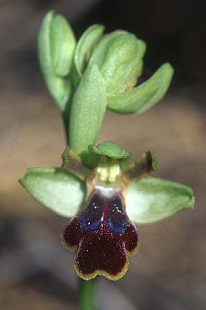 Ophrys bilunulata subsp. sancti-isidorii \ Sankt-Isidor-Ragwurz / Saint Isidore Bee Orchid, Rhodos,  Epta Piges 20.3.2005 