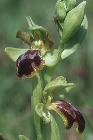Ophrys bilunulata subsp. sancti-isidorii \ Sankt-Isidor-Ragwurz / Saint Isidore Bee Orchid, Rhodos,  Kattavia 25.3.2005 