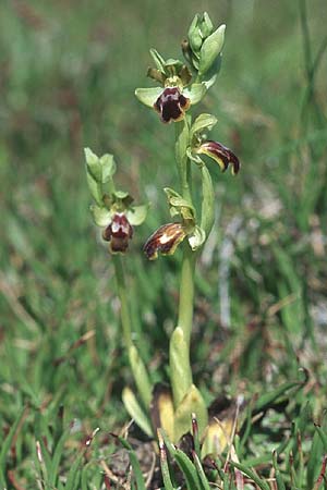 Ophrys bilunulata subsp. sancti-isidorii \ Sankt-Isidor-Ragwurz / Saint Isidore Bee Orchid, Rhodos,  Kattavia 25.3.2005 
