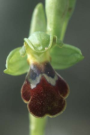 Ophrys lindia \ Lindos-Ragwurz / Athena-Lindia's Orchid, Rhodos,  Kattavia 25.3.2005 