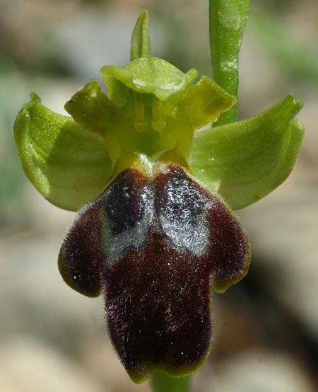 Ophrys lindia \ Lindos-Ragwurz / Athena-Lindia's Orchid, Rhodos,  Prasonisi 4.4.2013 (Photo: Helmut Presser)