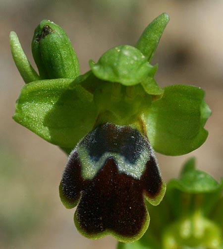 Ophrys lindia \ Lindos-Ragwurz / Athena-Lindia's Orchid, Rhodos,  Prasonisi 4.4.2013 (Photo: Helmut Presser)