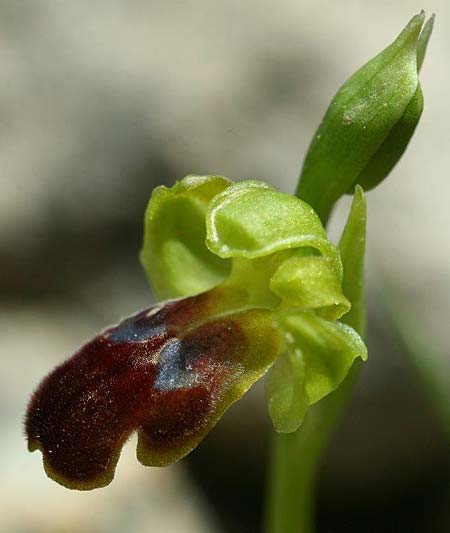 Ophrys lindia \ Lindos-Ragwurz / Athena-Lindia's Orchid, Rhodos,  Prasonisi 4.4.2013 (Photo: Helmut Presser)