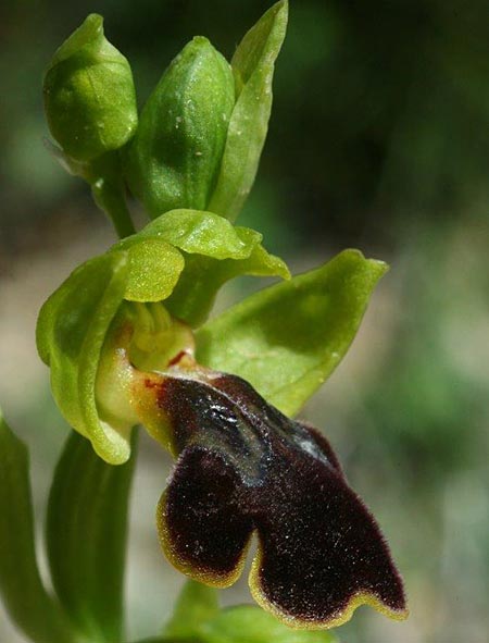 Ophrys lindia \ Lindos-Ragwurz / Athena-Lindia's Orchid, Rhodos,  Prasonisi 4.4.2013 (Photo: Helmut Presser)