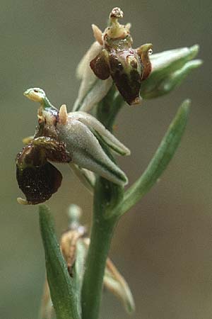 Ophrys heterochila \ Verschiedenlippige Ragwurz (?), Rhodos,  Profitis Ilias 29.4.1987 