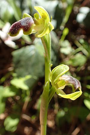 Ophrys cinereophila \ Kleinblütige Braune Ragwurz / Small-Flowered Dull Bee Orchid, Rhodos,  Profitis Ilias 25.3.2019 