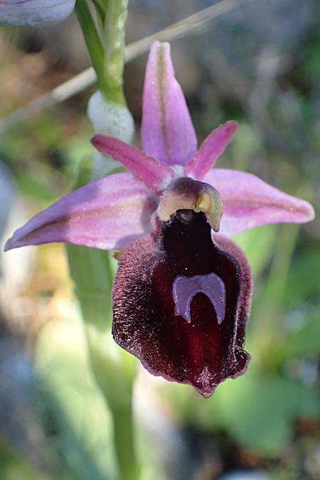 [click] Ophrys ferrum-equinum, Rhodos,  Kolymbia 18.3.2023 