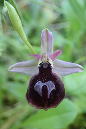 Ophrys ferrum-equinum \ Hufeisen-Ragwurz / Horseshoe Orchid, Rhodos,  Kolymbia 18.3.2023 