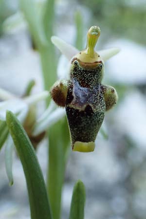 Ophrys heterochila \ Verschiedenlippige Ragwurz, Rhodos,  Profitis Ilias 25.3.2019 