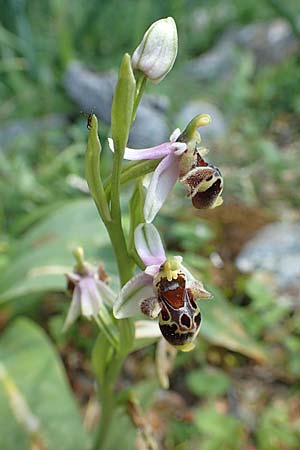 Ophrys heterochila \ Verschiedenlippige Ragwurz, Rhodos,  Profitis Ilias 2.4.2019 