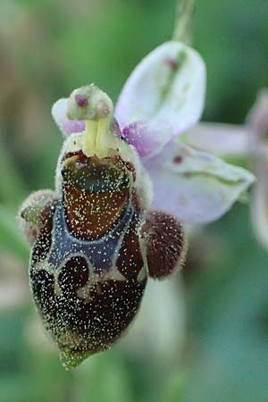 Ophrys heterochila \ Verschiedenlippige Ragwurz, Rhodos,  Archangelos 26.3.2023 