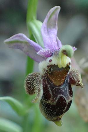 Ophrys heterochila \ Verschiedenlippige Ragwurz, Rhodos,  Archangelos 26.3.2023 