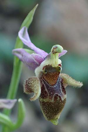 Ophrys heterochila \ Verschiedenlippige Ragwurz, Rhodos,  Archangelos 26.3.2023 