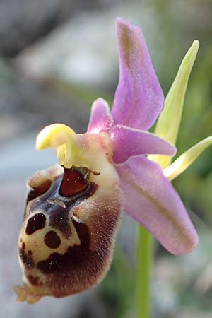 Ophrys halia / Halia Bee Orchid, Rhodos,  Kattavia 26.3.2019 