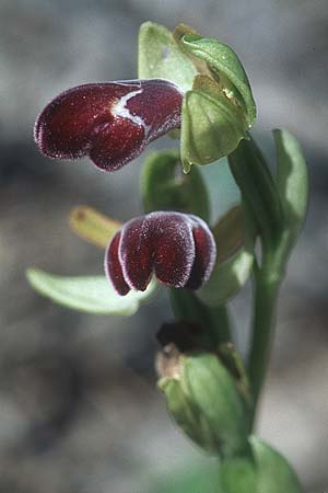 Ophrys apollonae \ Apollona-Ragwurz / Apollona Orchid, Rhodos,  Agios Isidoros 24.3.2005 