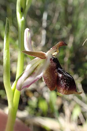 Ophrys reinholdii \ Reinholds Ragwurz / Reinhold's Bee Orchid, Rhodos,  Laerma 24.3.2019 