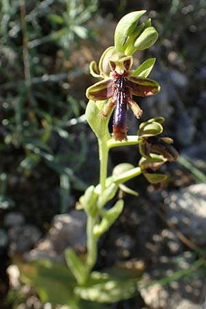 Ophrys regis-ferdinandii \ König-Ferdinand-Ragwurz / King-Ferdinand Bee Orchid, Rhodos,  Lindos 20.3.2023 