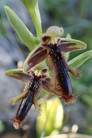 Ophrys regis-ferdinandii \ König-Ferdinand-Ragwurz / King-Ferdinand Bee Orchid, Rhodos,  Lindos 20.3.2023 