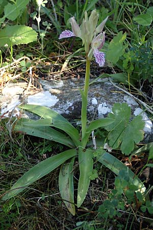 Anacamptis papilionacea subsp. thaliae \ Thalia-Schmetterlings-Knabenkraut, Rhodos,  Kolymbia 18.3.2023 
