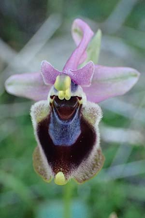 Ophrys tenthredinifera subsp. villosa \ Östliche Wespen-Ragwurz, Rhodos,  Kolymbia 18.3.2023 