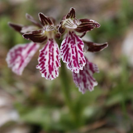 Anacamptis papilionacea subsp. thaliae \ Thalia-Schmetterlings-Knabenkraut, Rhodos,  Maritsa 26.3.2009 (Photo: Jan & Liesbeth Essink)