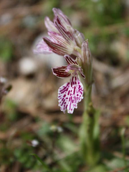 Anacamptis papilionacea subsp. thaliae \ Thalia-Schmetterlings-Knabenkraut, Rhodos,  Maritsa 26.3.2009 (Photo: Jan & Liesbeth Essink)