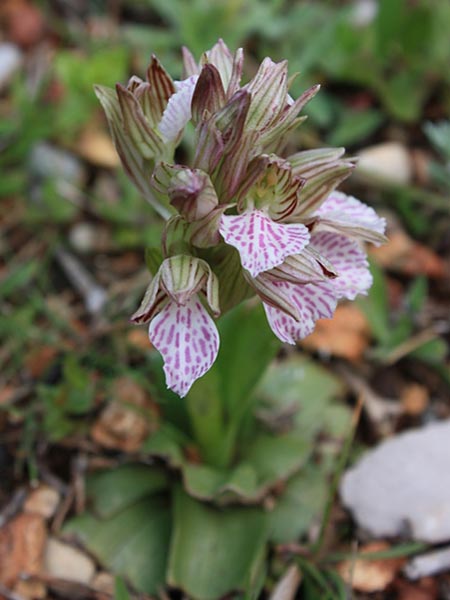 Anacamptis papilionacea subsp. thaliae \ Thalia-Schmetterlings-Knabenkraut, Rhodos,  Maritsa 26.3.2009 (Photo: Jan & Liesbeth Essink)