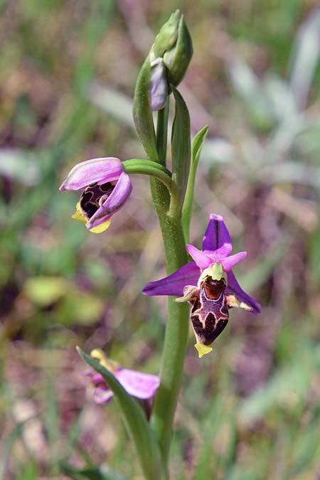 Ophrys polyxo \ Polyxo-Ragwurz / Polyxo Orchid, Rhodos,  Gennadi 22.3.2019 (Photo: Christian Schlomann)