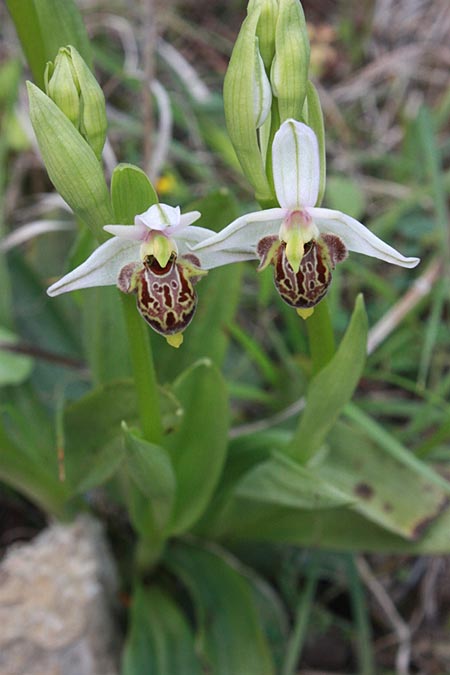 Ophrys polyxo \ Polyxo-Ragwurz / Polyxo Orchid, Rhodos,  Lardos - Laerma 1.4.2009 (Photo: Jan & Liesbeth Essink)