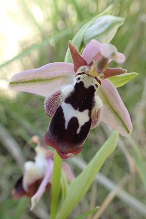 Ophrys reinholdii \ Reinholds Ragwurz / Reinhold's Bee Orchid, Rhodos,  Embona 31.3.2019 