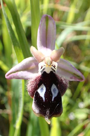 Ophrys reinholdii \ Reinholds Ragwurz / Reinhold's Bee Orchid, Rhodos,  Embona 31.3.2019 