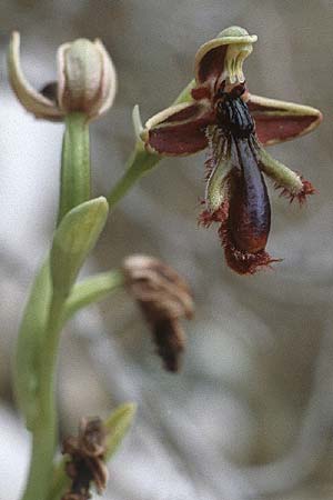 Ophrys regis-ferdinandii \ König-Ferdinand-Ragwurz / King-Ferdinand Bee Orchid, Rhodos,  Dimilia 28.4.1987 