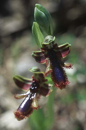 [click] Ophrys regis-ferdinandii, Rhodos,  Kattavia 23.3.2005 