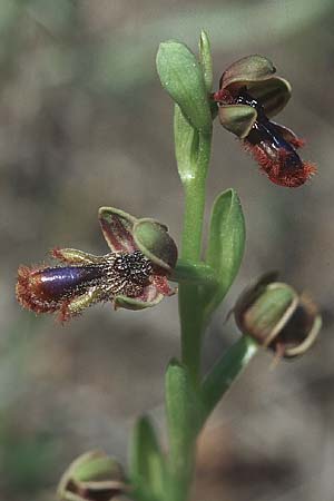 Ophrys regis-ferdinandii \ König-Ferdinand-Ragwurz / King-Ferdinand Bee Orchid, Rhodos,  Lahania 25.3.2005 