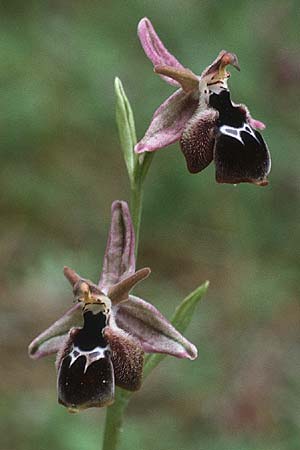 Ophrys reinholdii \ Reinholds Ragwurz / Reinhold's Bee Orchid, Rhodos,  Dimilia 29.4.1987 