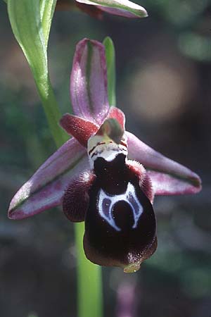 Ophrys reinholdii \ Reinholds Ragwurz / Reinhold's Bee Orchid, Rhodos,  Lardos 19.3.2005 