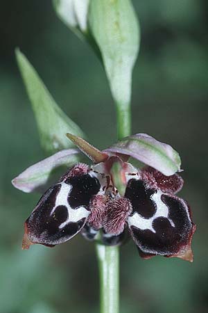 Ophrys reinholdii \ Reinholds Ragwurz / Reinhold's Bee Orchid (Dreifach-Lippe / triple lip), Rhodos,  Apollona 24.3.2005 