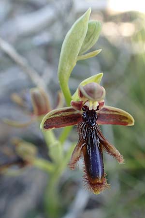 Ophrys regis-ferdinandii \ König-Ferdinand-Ragwurz / King-Ferdinand Bee Orchid, Rhodos,  Kattavia 26.3.2019 