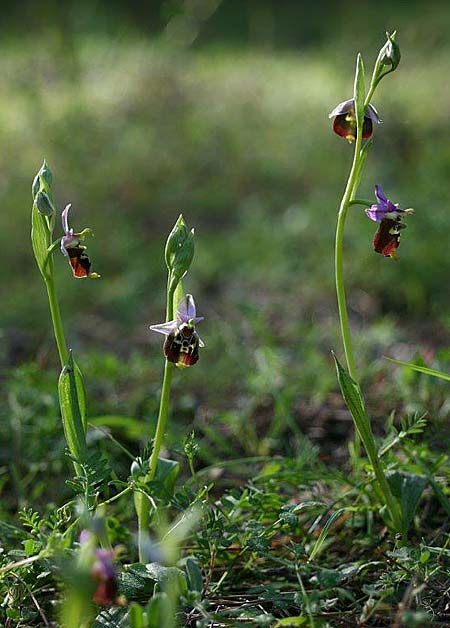 Ophrys saliarisii \ Saliaris-Ragwurz / Saliaris Orchid, Rhodos,  Apollona 2.4.2013 (Photo: Helmut Presser)