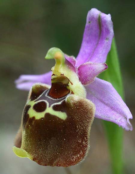 Ophrys saliarisii \ Saliaris-Ragwurz / Saliaris Orchid, Rhodos,  Apollona 2.4.2013 (Photo: Helmut Presser)
