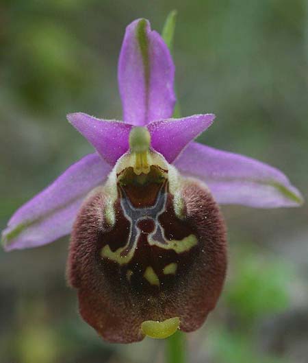 Ophrys saliarisii \ Saliaris-Ragwurz / Saliaris Orchid, Rhodos,  Apollona 2.4.2013 (Photo: Helmut Presser)