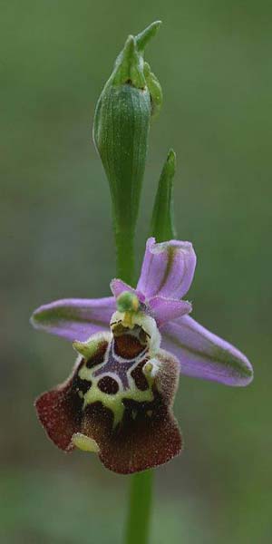 Ophrys saliarisii \ Saliaris-Ragwurz / Saliaris Orchid, Rhodos,  Apollona 2.4.2013 (Photo: Helmut Presser)