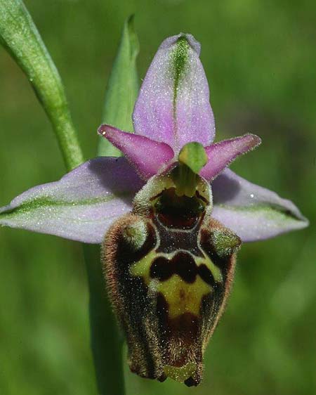 Ophrys saliarisii \ Saliaris-Ragwurz / Saliaris Orchid, Rhodos,  Apollona 2.4.2013 (Photo: Helmut Presser)