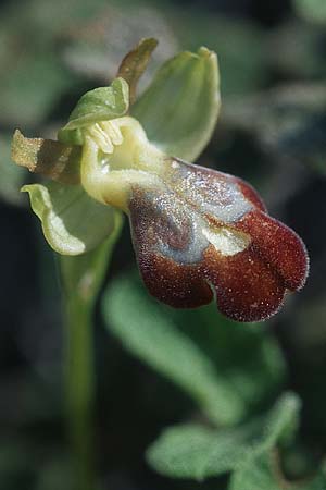 Ophrys sitiaca \ Sitia-Ragwurz / Sitia Bee Orchid, Rhodos,  Kattavia 21.3.2005 